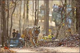 Pench National Park